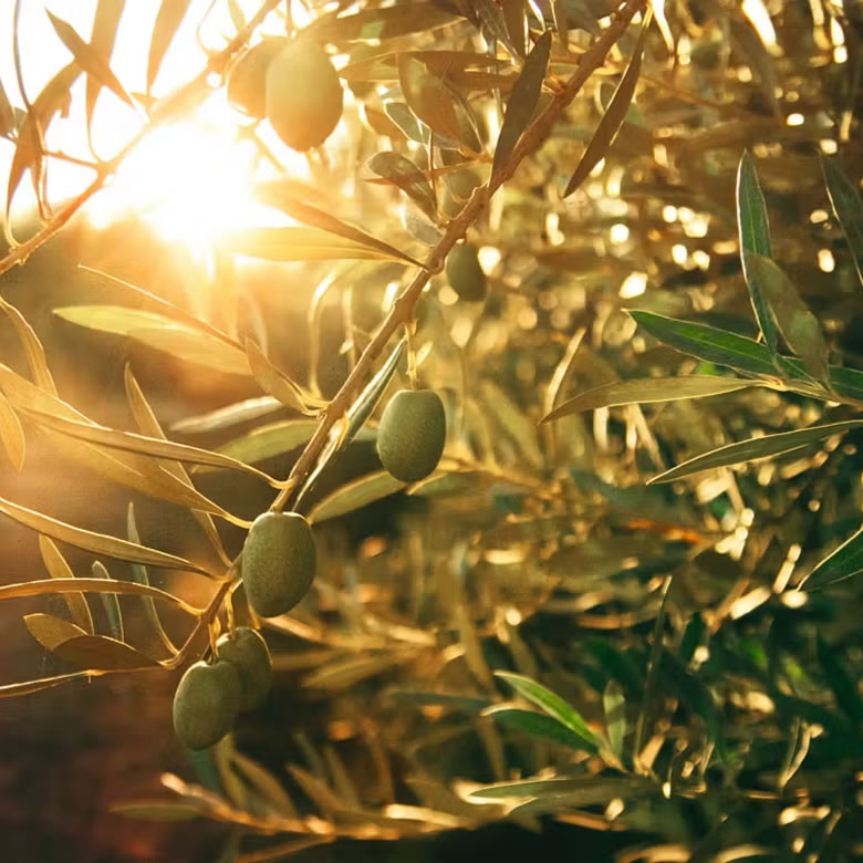 Asırlık Zeytinlerin Gölgesinde
