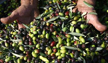 Olives and olive oil are as precious as mother's milk!