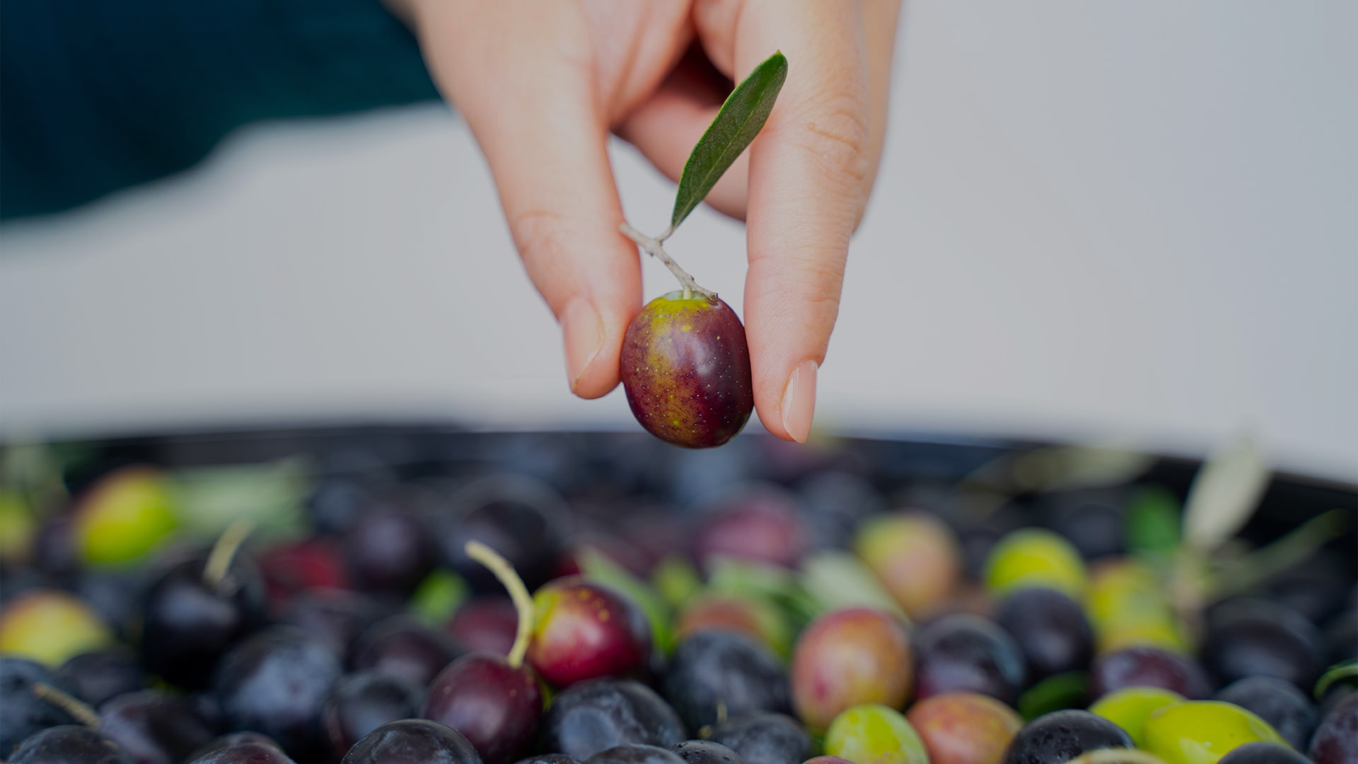 Zeytin